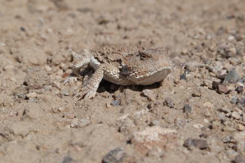Image for Short-horned lizard, SGCN -  WY pipeline post-construction vegetation monitoring